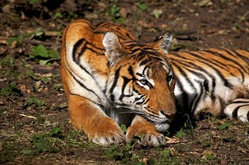 Siberian Tiger, panthera tigris altaica, Female laying down