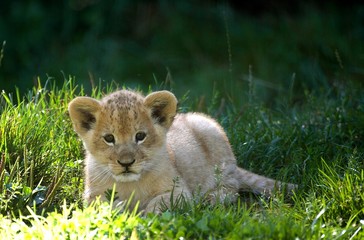 African Lion, panthera leo, Cub laying on Grass