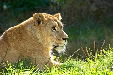 African Lion, panthera leo, Portrait of Female