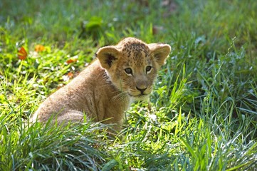 African Lion, panthera leo, Cub sitting on Grass