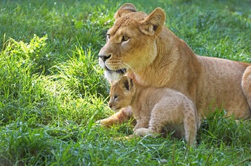 Naklejka premium African Lion, panthera leo, Female with Cub standing on Grass