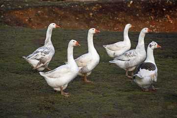 Norman Goose, Calvados in Normandy