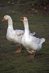 Norman Goose, Calvados in Normandy