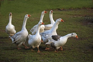 Norman Goose, Calvados in Normandy