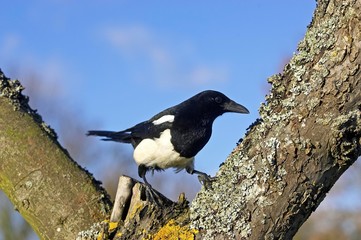 Black Billed Magpie or European Magpie, pica pica, Adult standing on Branch, Normandy