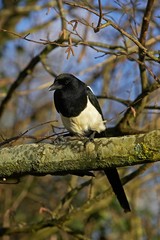 Black Billed Magpie or European Magpie, pica pica, Adult standing on Branch, Normandy