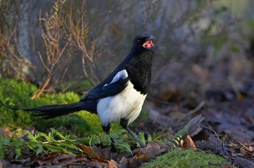 Black Billed Magpie or European Magpie, pica pica, Adult calling, Normandy