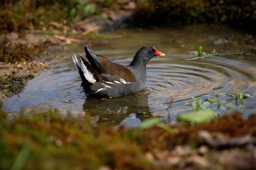 Common Moorhen or European Moorhen, gallinula chloropus, Adult standing on Pond, Normandy