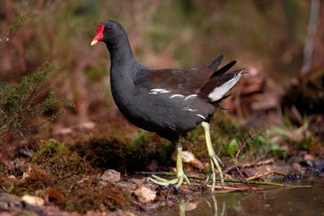 Common Moorhen or European Moorhen, gallinula chloropus, Adult standing on Pond, Normandy