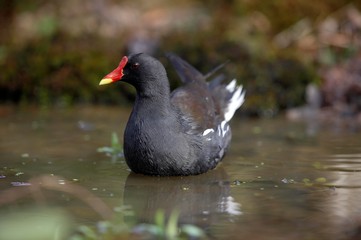 Common Moorhen or European Moorhen, gallinula chloropus, Adult standing on Pond, Normandy