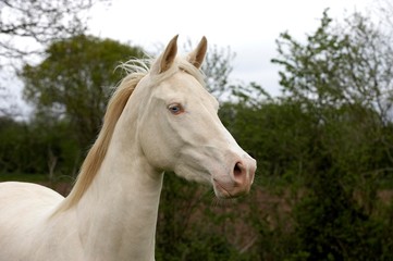 Obraz na płótnie Canvas Akhal Teke, Horse Breed from Turkmenistan, Portrait of Adult