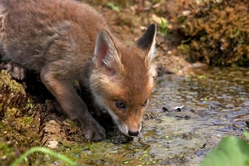 Red Fox, vulpes vulpes, Pup drinking Water, Normandy