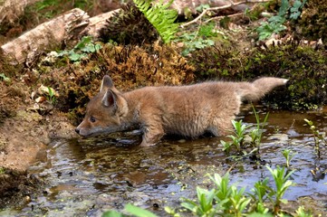 Red Fox, vulpes vulpes, Pup standing in Water, Normandy