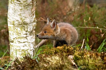 Naklejka na ściany i meble Red Fox, vulpes vulpes, Pup smelling Tree Trunk, Normandy