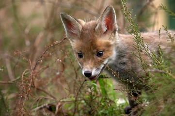 Red Fox, vulpes vulpes, Pup emerging from Vegetation, Normandy