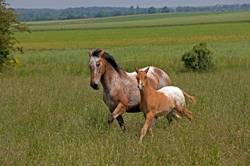 Obraz premium Appaloosa Horse, Mare with Foal in Meadow
