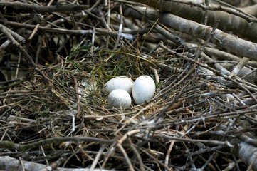 White Spoonbill, platalea leucorodia, 3 Eggs on Nest - obrazy, fototapety, plakaty