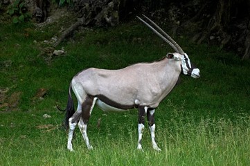 Fototapeta premium Gemsbok, oryx gazella, Adult