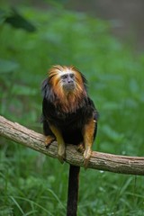 Golden Headed Lion Tamarin, leontopithecus chrysomelas, Adult standing on Branch