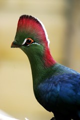 Fischer's Turaco, tauraco corythaix fischeri, Adult with nice Colors