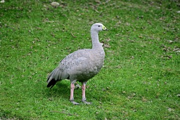 Cape Barren Goose, cereopsis novaehollandiae, Adult