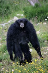 Siamang Gibbon, hylobates syndactylus, Female carrying Young