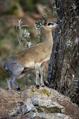 Naklejka na ściany i meble Klipspringer, oreotragus oreotragus, Adult standing on Rocks, Hell's Gate Park in Kenya