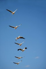Great White Pelican, pelecanus onocrotalus, Group in Flight, Nakuru Lake in Kenya