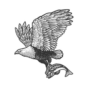 recommend clip art: eagle carries the fish sketch engraving vector illustration. T-shirt apparel print design. Scratch board imitation. Black and white hand drawn image.