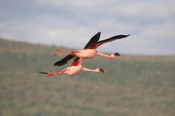 Lesser Flamingo, phoenicopterus minor, Adults in Flight, Nakuru Lake in Kenya