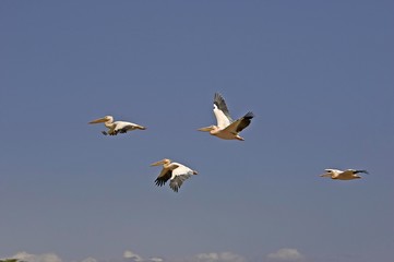 Great White Pelican, pelecanus onocrotalus, Group in Flight, Nakuru Lake in Kenya