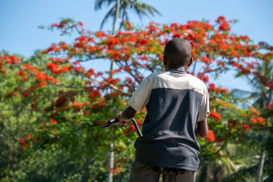 Black African Boys on Bicycles in front of African Umbrella Shape Acacia Delonix royal tree near the Road at Pemba island, Zanzibar, Tanzania. Large blooming red flowers tree with a spreading crown
