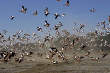 Great White Pelican, pelecanus onocrotalus, Group in Flight, Taking off during Sandstorm, Nakuru Lake in Kenya