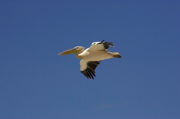 Great White Pelican, pelecanus onocrotalus, Adult in Flight, Nakuru Lake in Kenya