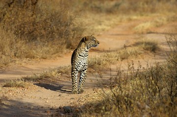 Leopard, panthera pardus, Adult standing on Track, Masai Mara Park in Kenya