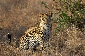 Leopard, panthera pardus, Adult sitting, Masai Mara Park in Kenya