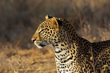 Leopard, panthera pardus, Adult, Masai Mara Park in Kenya