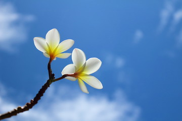 Fototapeta na wymiar white flowers on blue