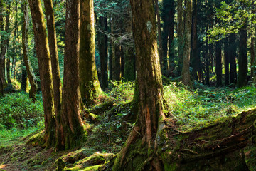 Obraz premium Beautiful green forest in the Alishan Forest Recreation Area in Chiayi, Taiwan.