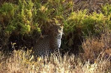 Leopard, panthera pardus, Adult sitting, Masai Mara Park in Kenya