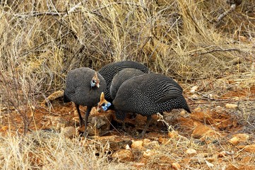Obraz premium Helmeted Guineafowl, numida meleagris, Masai Mara Park in Kenya
