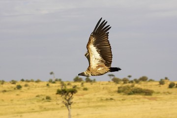 African White Backed Vulture, gyps africanus, Adult in Flight, Masai Mara Park in Kenya