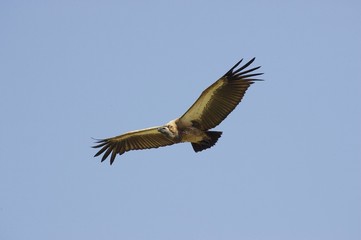 African White Backed Vulture, gyps africanus, Adult in Flight, Masai Mara Park in Kenya