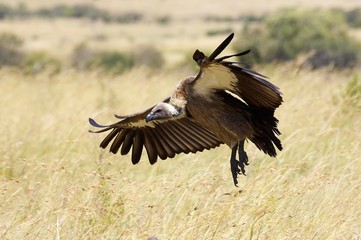 African White Backed Vulture, gyps africanus, Adult in Flight, Masai Mara Park in Kenya