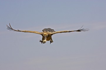 African White Backed Vulture, gyps africanus, Adult in Flight, Masai Mara Park in Kenya