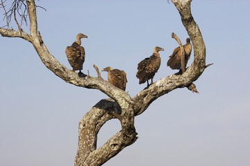 Fototapeta na wymiar African White Backed Vulture, gyps africanus, Group perched in Tree, Masai Mara Park in Kenya