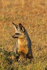 Bat Eared Fox, otocyon megalotis, Adult standing on Dry Grass, Masai Mara Park in Kenya