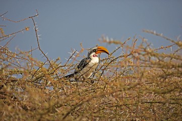 Yellow Billed Hornbill, tockus flavirostris, Male perched in Acacia Tree, Masai Mara Park in Kenya