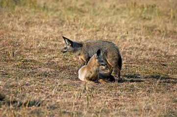 Bat Eared Fox, otocyon megalotis, Adults standing on Dry Grass, Masai Mara Park in Kenya