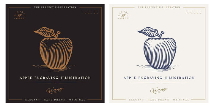 Apple Engraving Illustration For Logo, Label, Print.